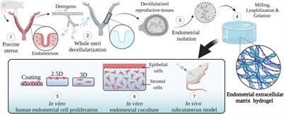 A Natural Xenogeneic Endometrial Extracellular Matrix Hydrogel Toward Improving Current Human in vitro Models and Future in vivo Applications